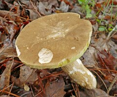 Boletus variipes