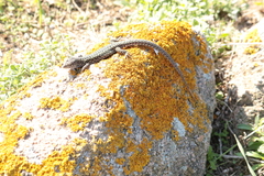 Podarcis carbonelli berlengensis