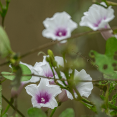 Ipomoea amnicola