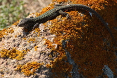 Podarcis carbonelli berlengensis