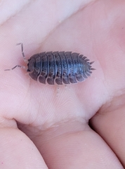 Porcellio dilatatus