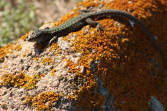 Podarcis carbonelli berlengensis