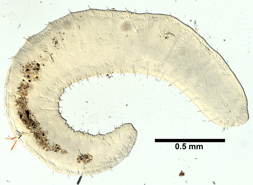 Paranais