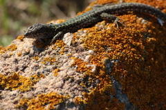 Podarcis carbonelli berlengensis