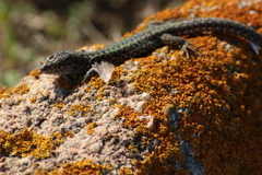 Podarcis carbonelli berlengensis