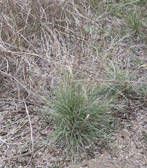 Aristida purpurea
