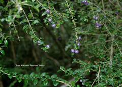 Rhaphithamnus spinosus