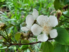 Campomanesia grandiflora