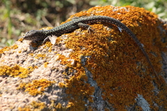 Podarcis carbonelli berlengensis