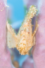 Taenianotus triacanthus