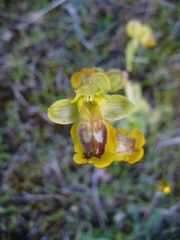 Ophrys lutea