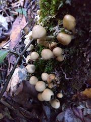 Hypholoma subviride