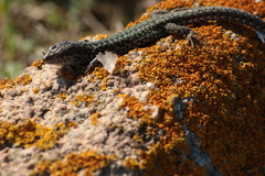 Podarcis carbonelli berlengensis