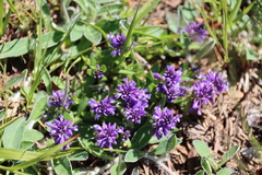 Polygala vulgaris