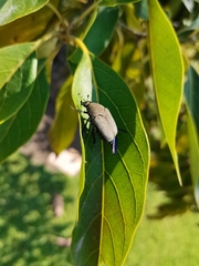 Hologymnetis cinerea