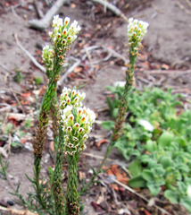 Hebenstretia integrifolia