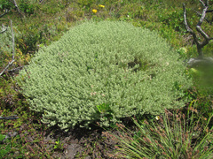 Helichrysum asperum comosum