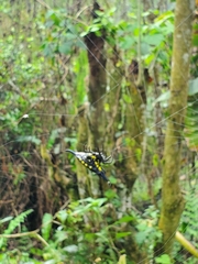 Gasteracanthinae