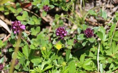 Thymus praecox