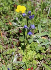 Veronica bellidioides
