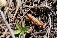 Gomphocerus sibiricus