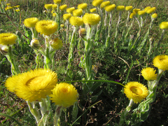 Helichrysum aureum
