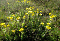 Helichrysum aureum