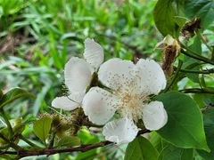 Campomanesia grandiflora