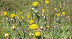 Helichrysum aureum