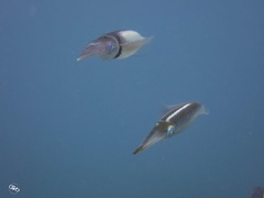 Sepioteuthis sepioidea