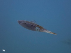 Sepioteuthis sepioidea