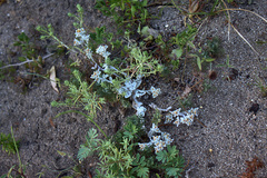 Helichrysum litorale