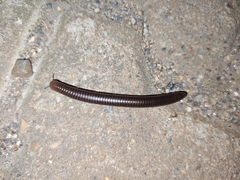 Pachyiulus flavipes