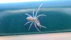 Philodromus