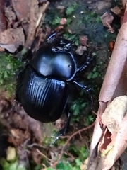 Phelotrupes insulanus