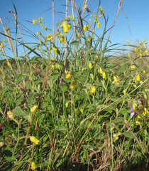 Hermannia althaeifolia
