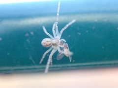 Philodromus