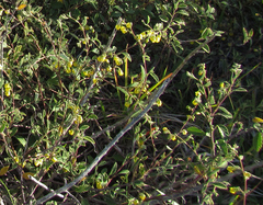 Hermannia althaeifolia