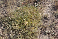 Atriplex verrucifera