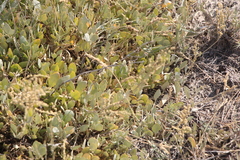 Atriplex verrucifera