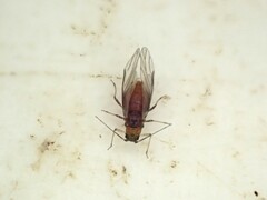 Neophyllaphis totarae