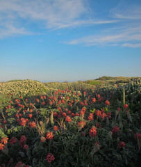 Indigofera tomentosa