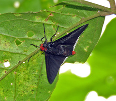Pyrrhopyge thericles