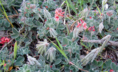 Indigofera tomentosa