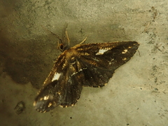 Garaeus mirandus