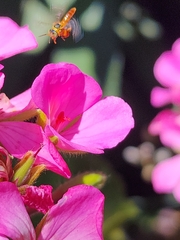 Tetragonisca fiebrigi