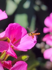 Tetragonisca fiebrigi