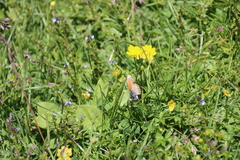 Coenonympha gardetta