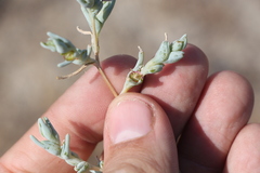 Climacoptera