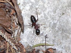 Camponotus
